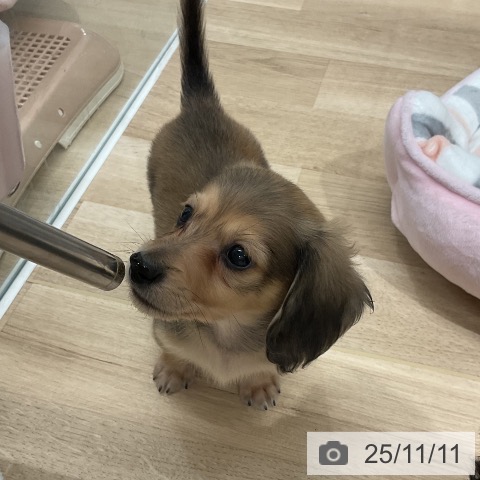 ミニチュア・ダックスフンドの写真