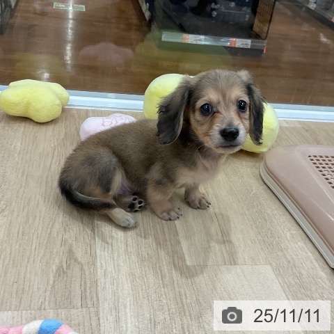 ミニチュア・ダックスフンドの写真