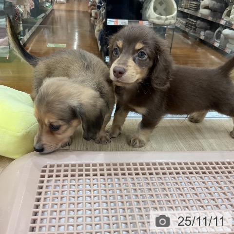 ミニチュア・ダックスフンドの写真