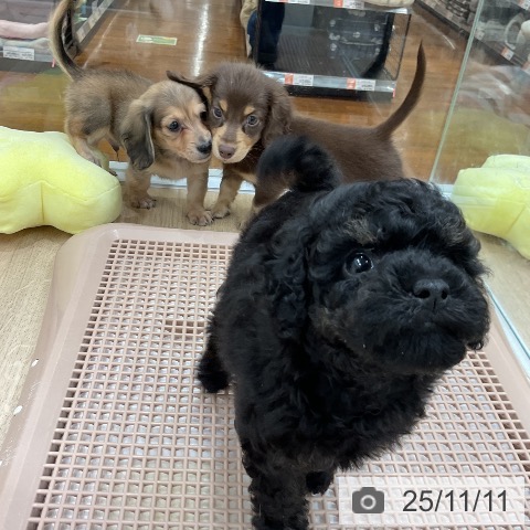 ミニチュア・ダックスフンドの写真