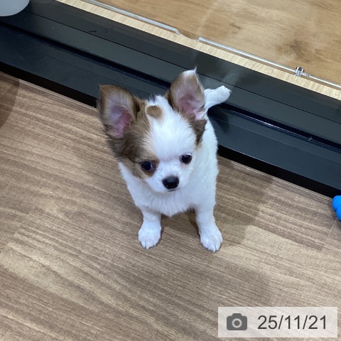 香川県のチワワ(ロング) (ペットプラス 高松店/2025年9月11日生まれ/男の子/ホワイトレッド)の子犬の4枚目の画像