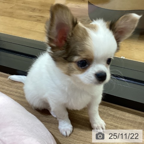 香川県のチワワ(ロング) (ペットプラス 高松店/2025年9月11日生まれ/男の子/ホワイトレッド)の子犬の3枚目の画像