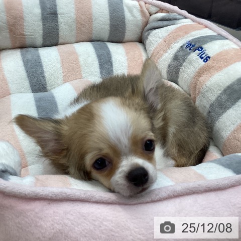 愛媛県のチワワ(ロング) (ペットプラス 新居浜店/2025年9月11日生まれ/男の子/フォーンホワイト)の子犬の4枚目の画像