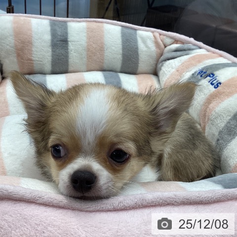 愛媛県のチワワ(ロング) (ペットプラス 新居浜店/2025年9月11日生まれ/男の子/フォーンホワイト)の子犬の3枚目の画像