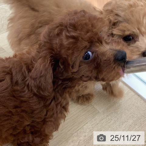 宮崎県のトイプードル(トイ) (ペットプラス 宮崎店/2025年9月10日生まれ/女の子/レッド)の子犬の4枚目の画像