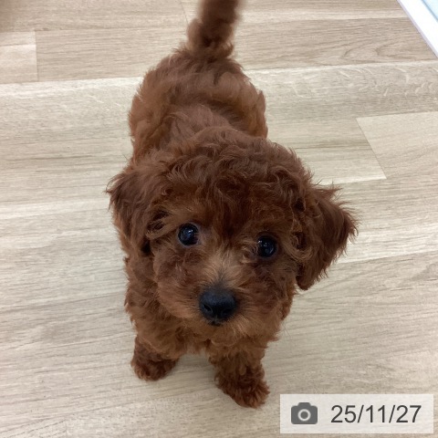 宮崎県のトイプードル(トイ) (ペットプラス 宮崎店/2025年9月10日生まれ/女の子/レッド)の子犬の3枚目の画像