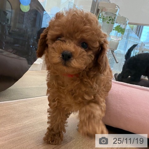 福岡県のトイプードル(トイ) (ペットプラス 福岡伊都店/2025年9月10日生まれ/女の子/レッド)の子犬の3枚目の画像