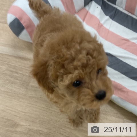 トイ・プードルの写真