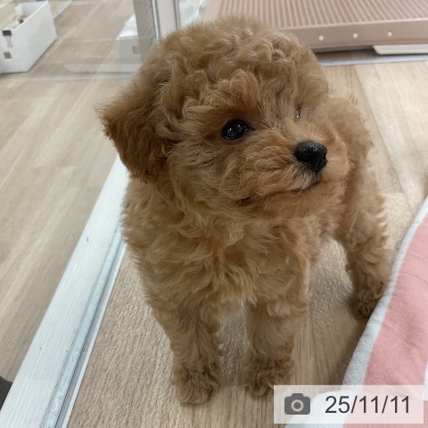 トイ・プードルの写真