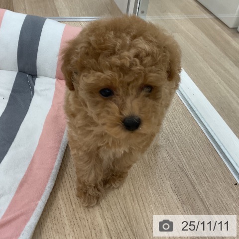 トイ・プードルの写真