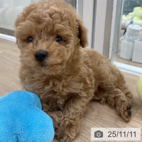 トイ・プードルの写真