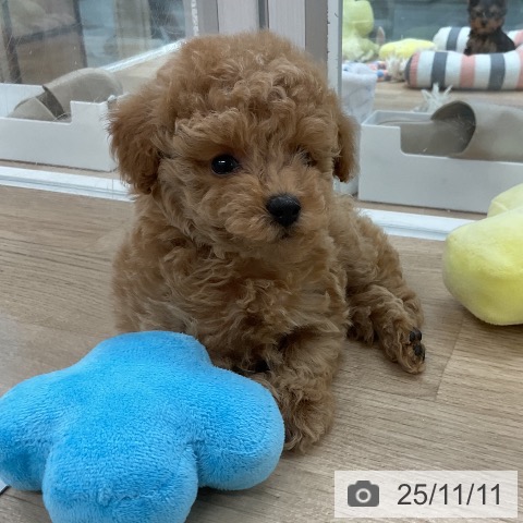 トイ・プードルの写真