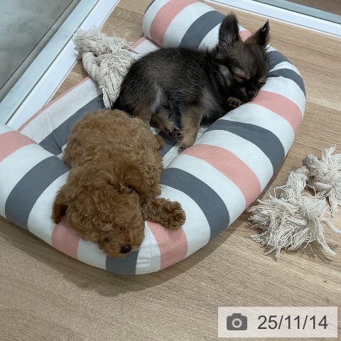 トイ・プードルの写真