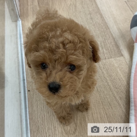 トイ・プードルの写真