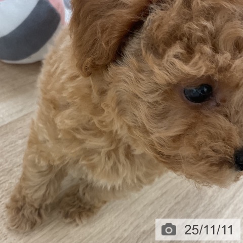 トイ・プードルの写真