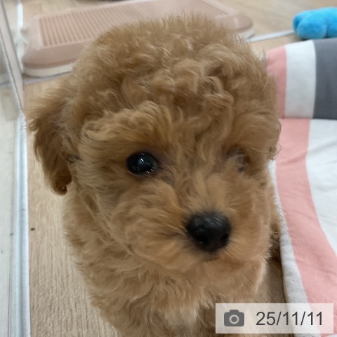 トイ・プードルの写真