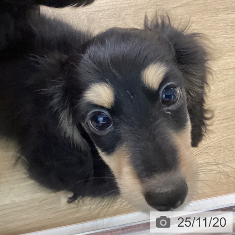 福岡県のミニチュアダックスフンド(ロング) (ペットプラス 福岡伊都店/2025年9月7日生まれ/男の子/ブラックイエロー)の子犬の4枚目の画像