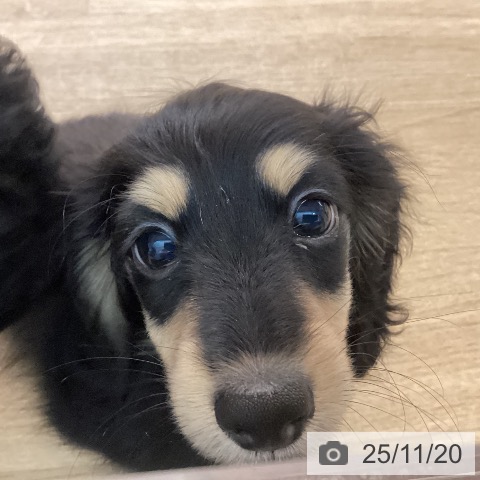 福岡県のミニチュアダックスフンド(ロング) (ペットプラス 福岡伊都店/2025年9月7日生まれ/男の子/ブラックイエロー)の子犬の3枚目の画像