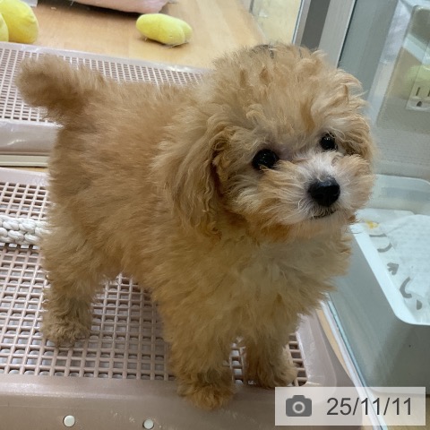 トイ・プードルの写真