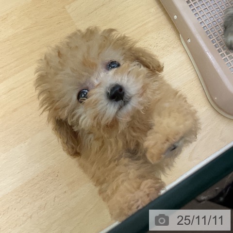 トイ・プードルの写真