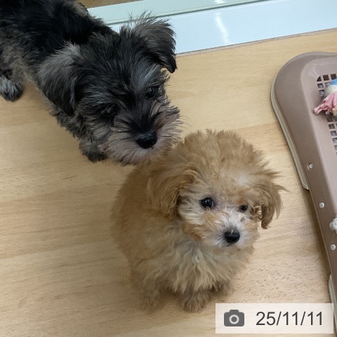 福岡県のトイプードル(トイ) (ペットプラス 八幡東店/2025年9月4日生まれ/女の子/アプリコット)の子犬の3枚目の画像