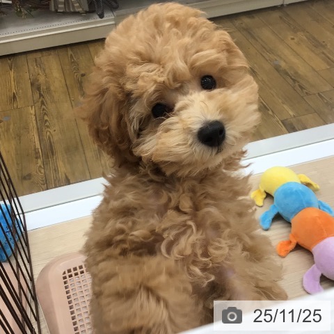 沖縄県のトイプードル(トイ) (ペットプラス 南風原店/2025年9月7日生まれ/男の子/アプリコット)の子犬の4枚目の画像