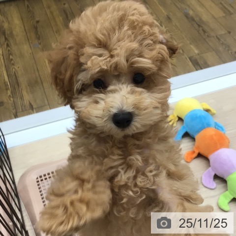 沖縄県のトイプードル(トイ) (ペットプラス 南風原店/2025年9月7日生まれ/男の子/アプリコット)の子犬の3枚目の画像