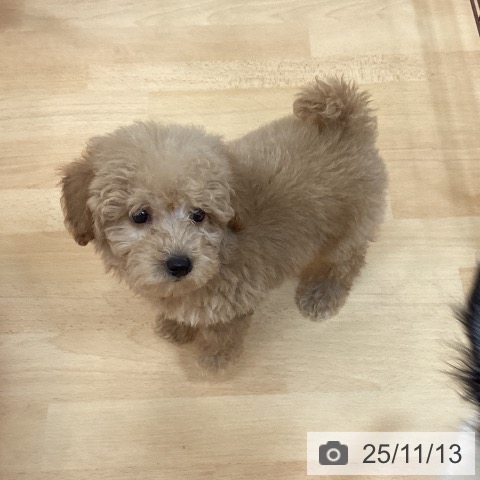 トイ・プードルの写真