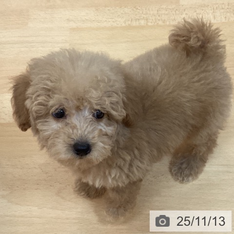 トイ・プードルの写真