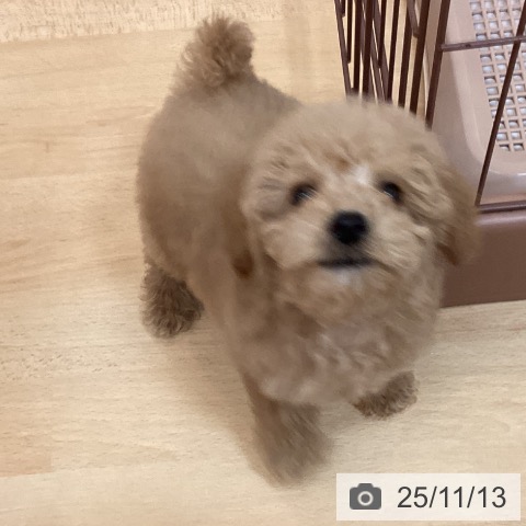 トイ・プードルの写真