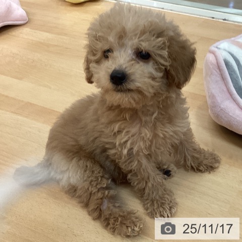 福岡県のトイプードル(トイ) (ペットプラス 福岡伊都店/2025年9月11日生まれ/男の子/アプリコット)の子犬の3枚目の画像