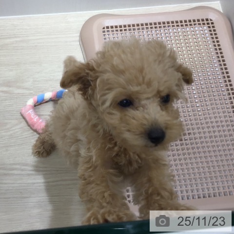 沖縄県のトイプードル(トイ) (ペットプラス 沖縄ライカム店/2025年9月11日生まれ/女の子/アプリコット)の子犬の4枚目の画像