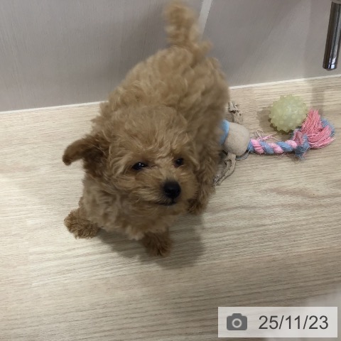 沖縄県のトイプードル(トイ) (ペットプラス 沖縄ライカム店/2025年9月11日生まれ/女の子/アプリコット)の子犬の3枚目の画像