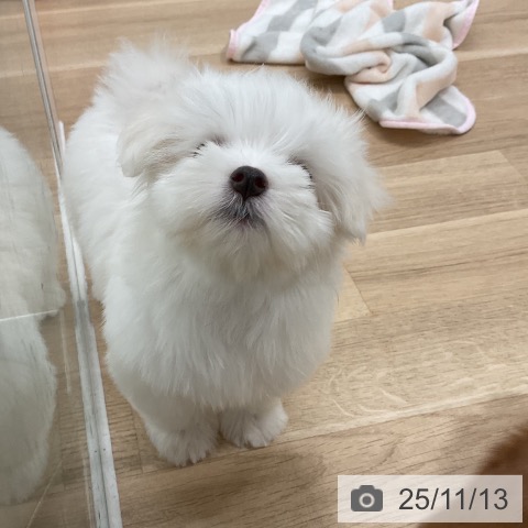 マルチーズの写真