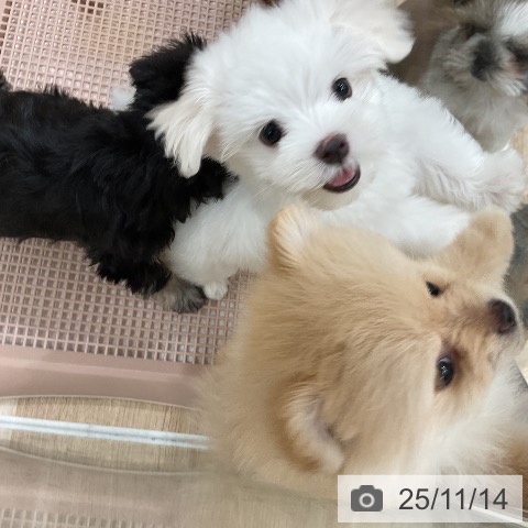 マルチーズの写真