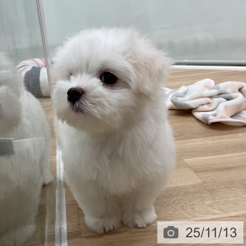 マルチーズの写真