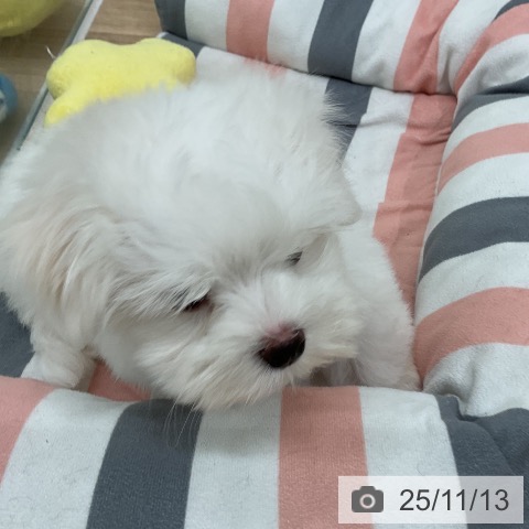 マルチーズの写真