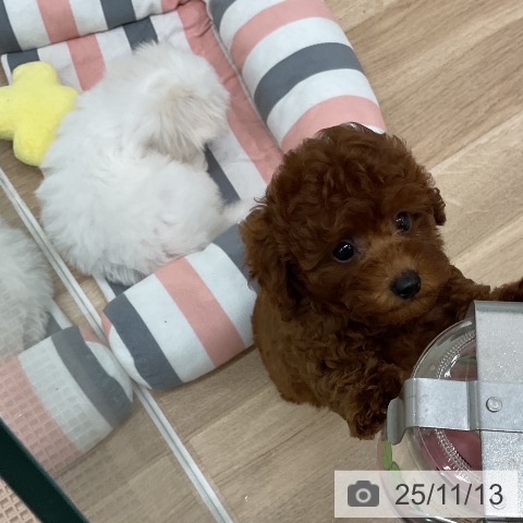 マルチーズの写真