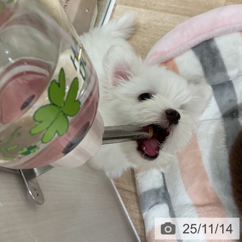 マルチーズの写真