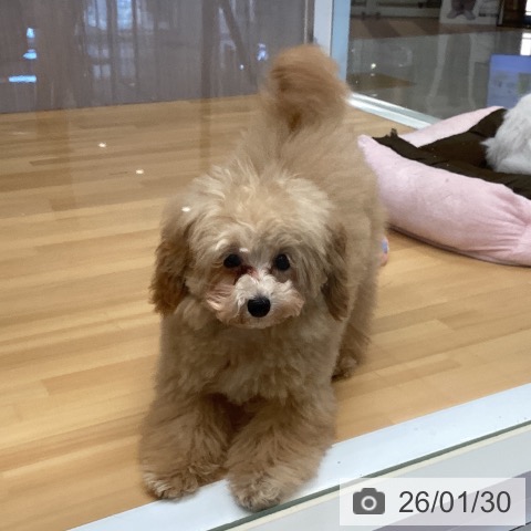 福岡県のトイプードル(トイ) (ペットプラス 黒崎店/2025年9月4日生まれ/女の子/アプリコット)の子犬の4枚目の画像