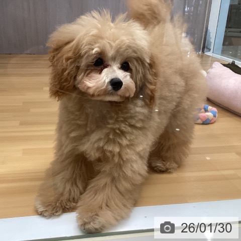 福岡県のトイプードル(トイ) (ペットプラス 黒崎店/2025年9月4日生まれ/女の子/アプリコット)の子犬の3枚目の画像