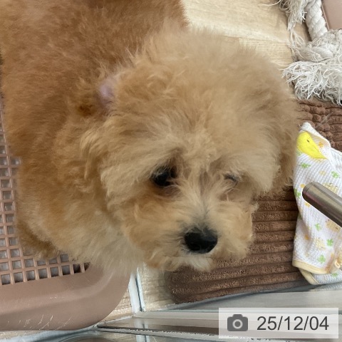 トイ・プードルの写真