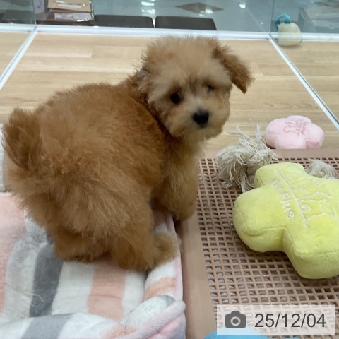 トイ・プードルの写真