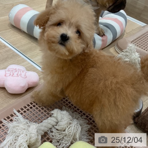 トイ・プードルの写真