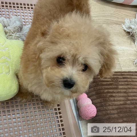 トイ・プードルの写真