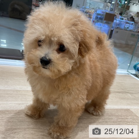 トイ・プードルの写真