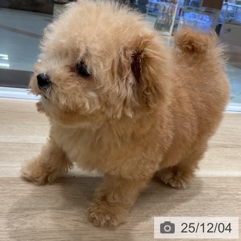 トイ・プードルの写真