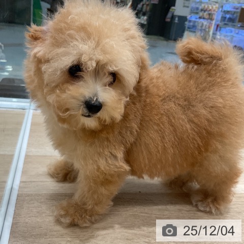 トイ・プードルの写真