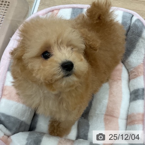 福岡県のトイプードル(トイ) (ペットプラス 八幡東店/2025年9月4日生まれ/女の子/アプリコット)の子犬の4枚目の画像