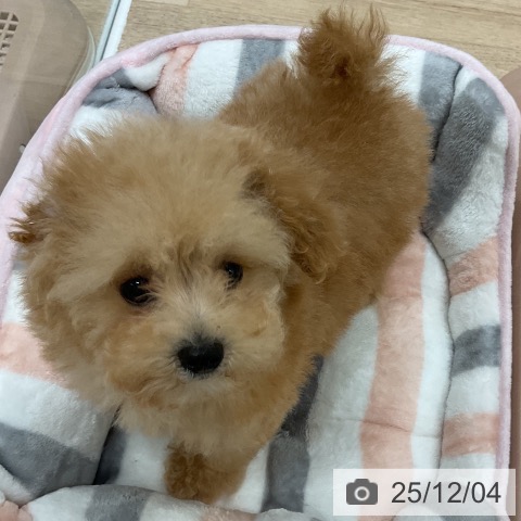 福岡県のトイプードル(トイ) (ペットプラス 八幡東店/2025年9月4日生まれ/女の子/アプリコット)の子犬の3枚目の画像